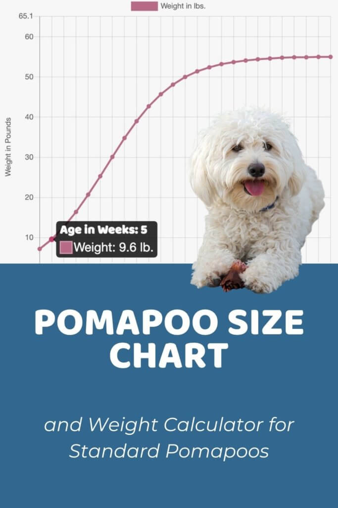 Pomapoo Size Chart and Weight Calculator for Standard Pomapoos