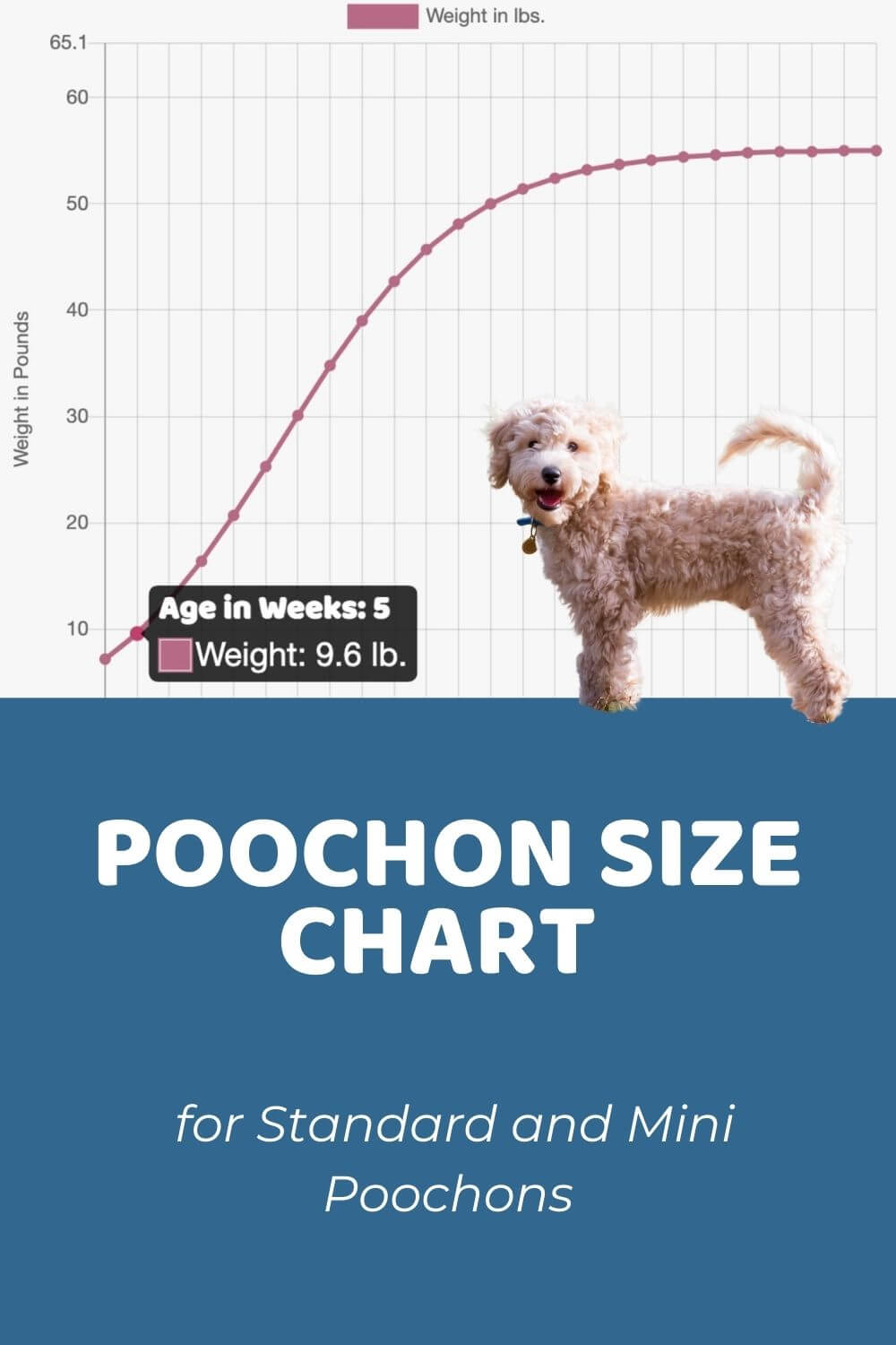 Poochon Size Chart for Standard and Mini Poochons