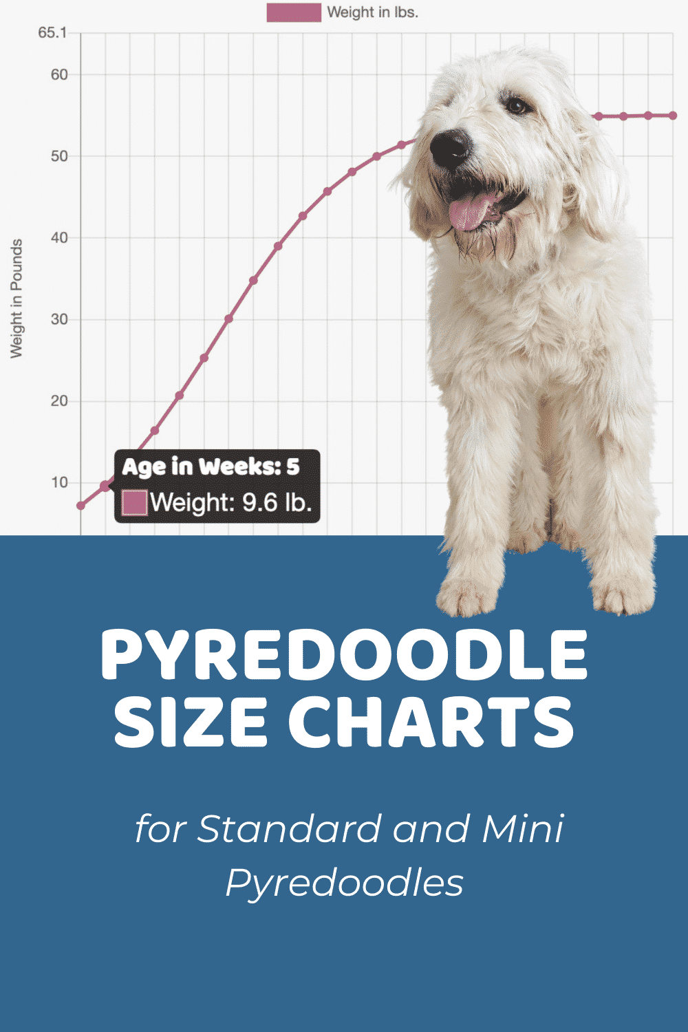 Pyredoodle Size Chart for Standard and Mini Pyredoodles