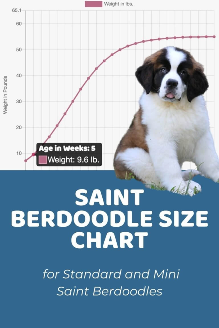 Saint Berdoodle Size Chart for Standard and Mini Saint Berdoodles