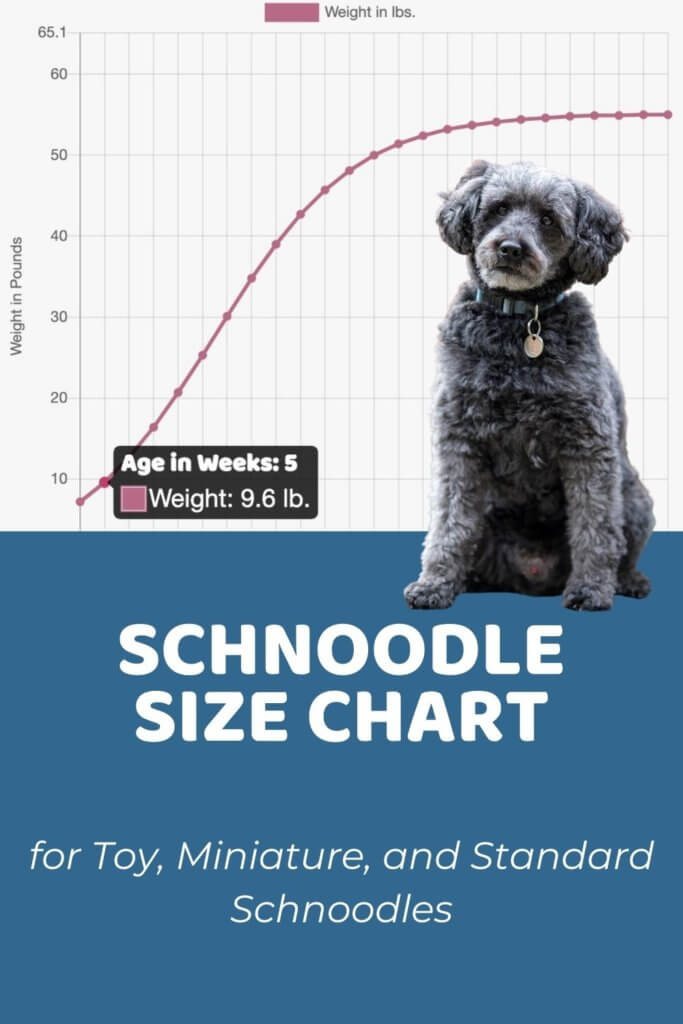 Schnoodle Size Chart for Toy, Miniature, and Standard Schnoodles