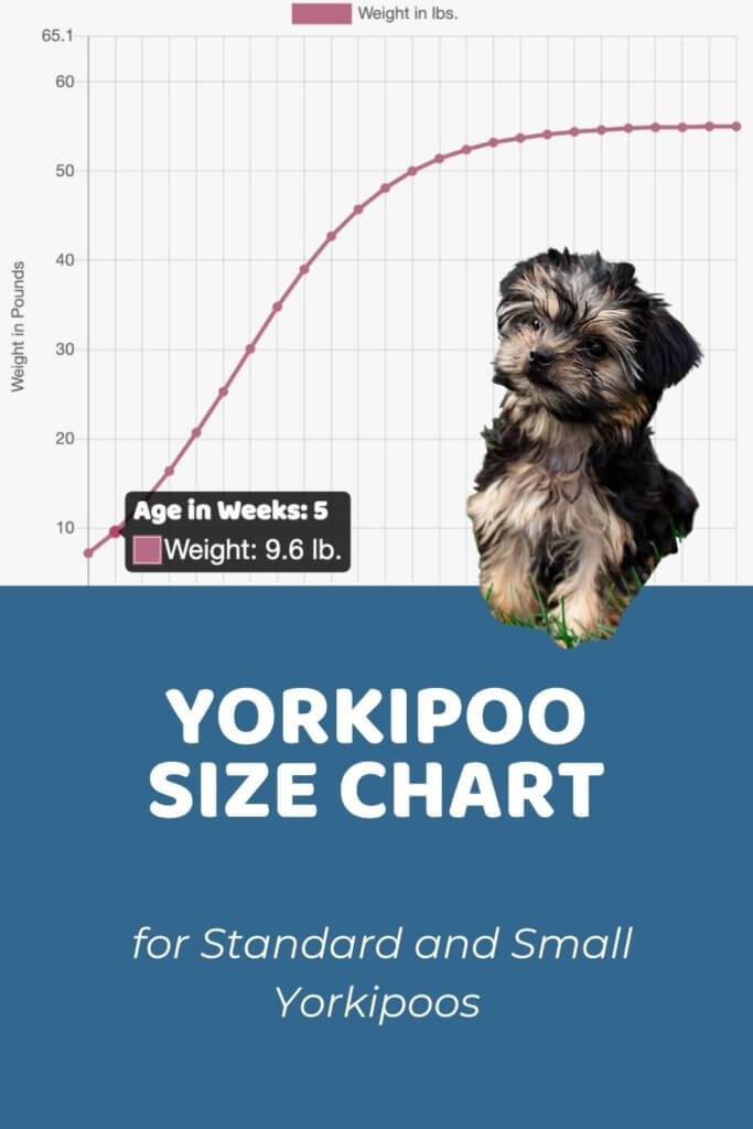 Yorkipoo Size Chart for Standard and Small Yorkipoos