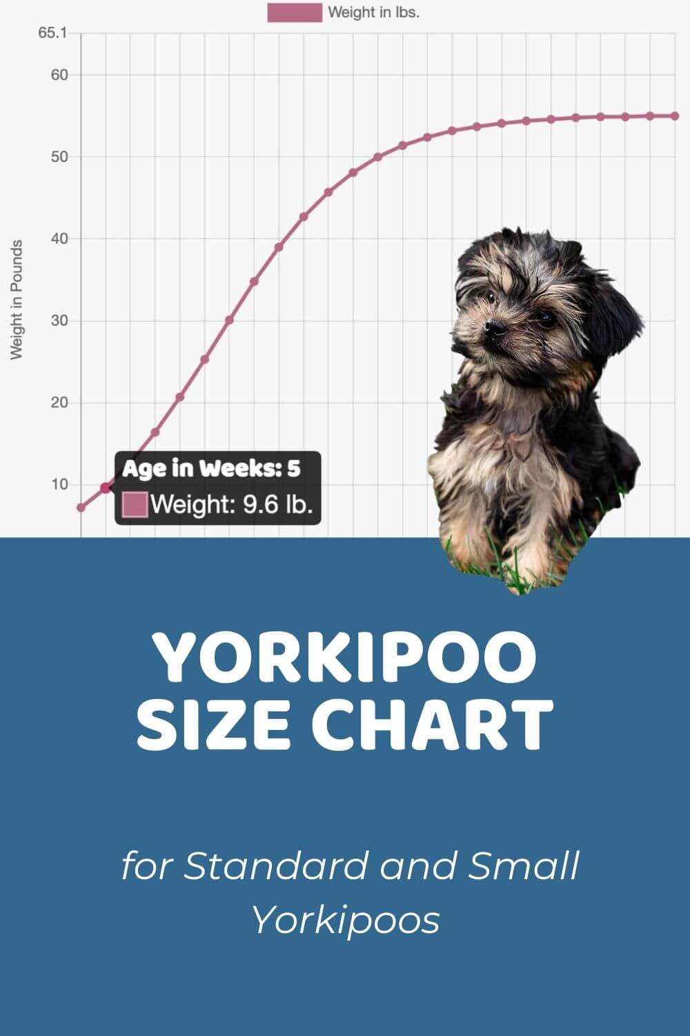 How Long Do Yorkiepoos Live? Yorkie Poo Lifespan & What ...