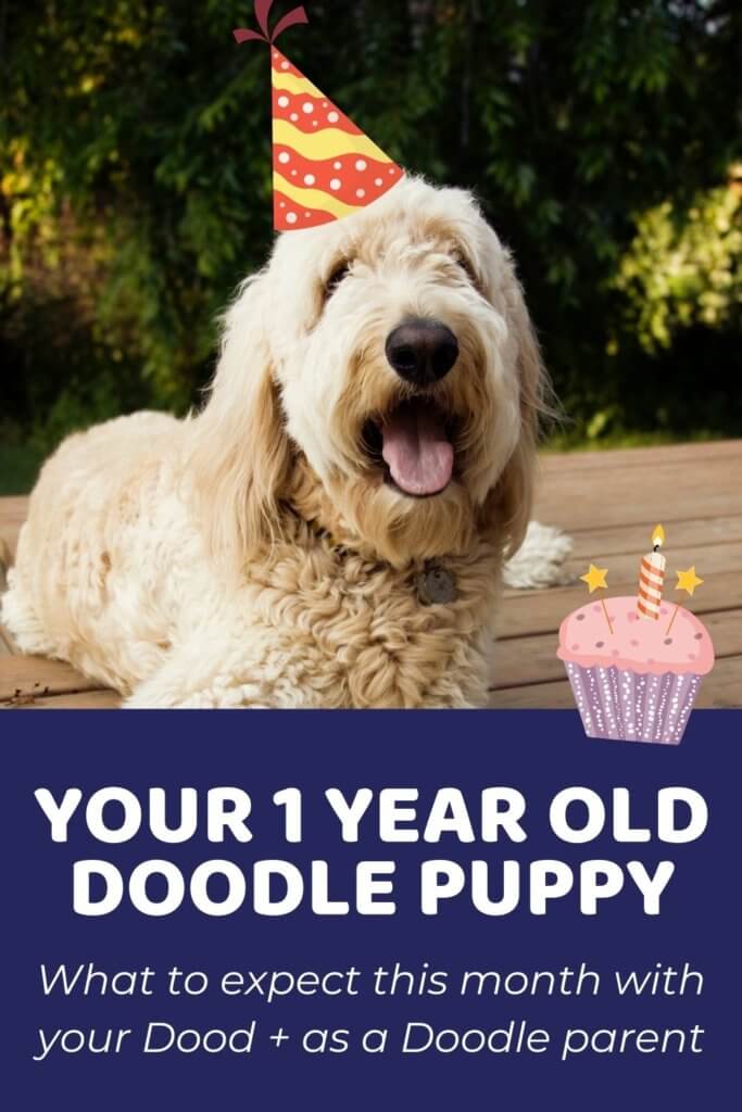 Your 1 Year Old Doodle Puppy