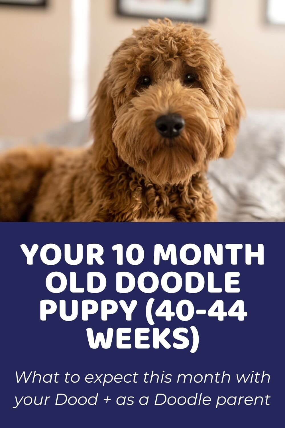Your 10 Month Old Doodle Puppy (40-44 weeks)