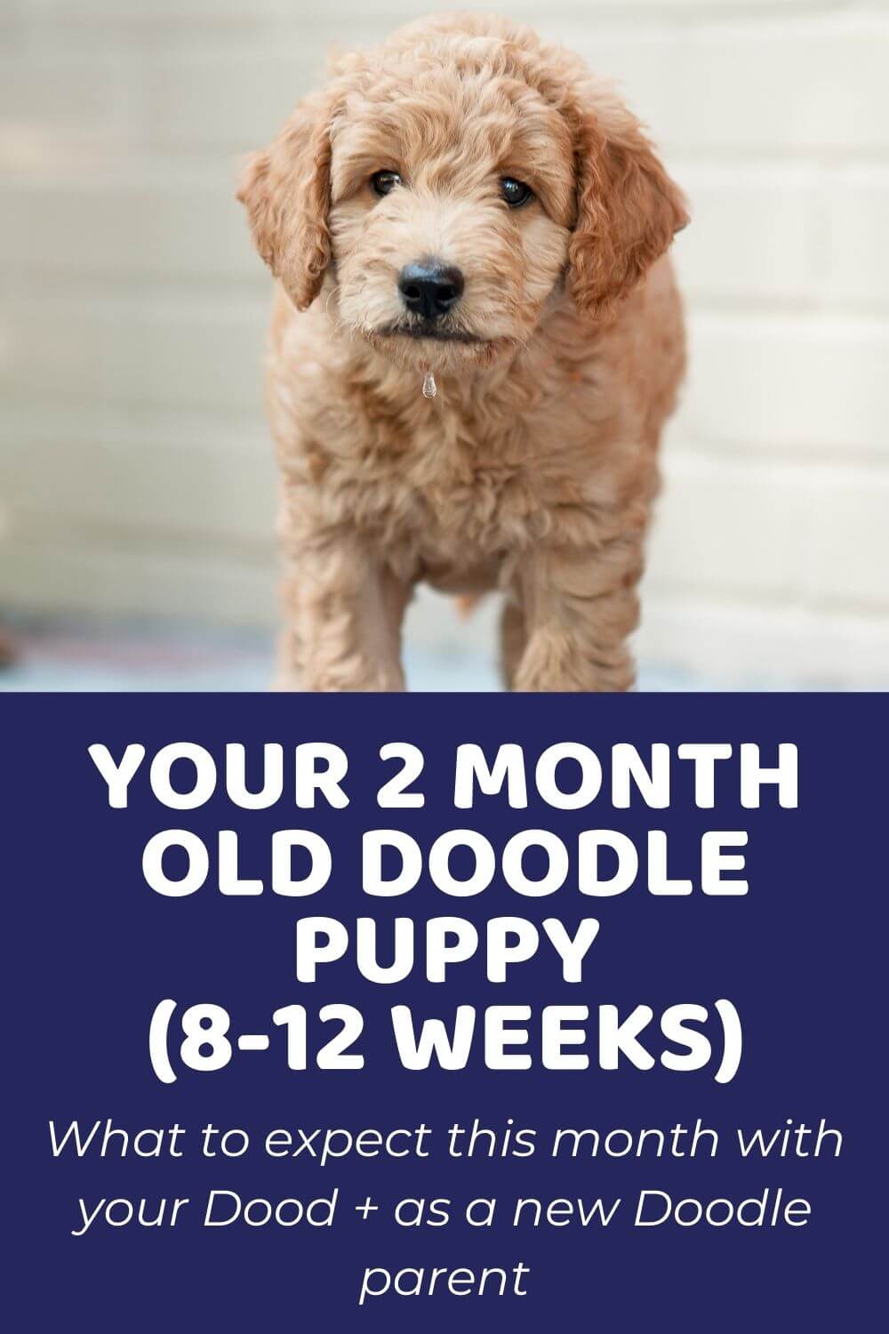 Your 2 Month Old Doodle Puppy (8-12 weeks)