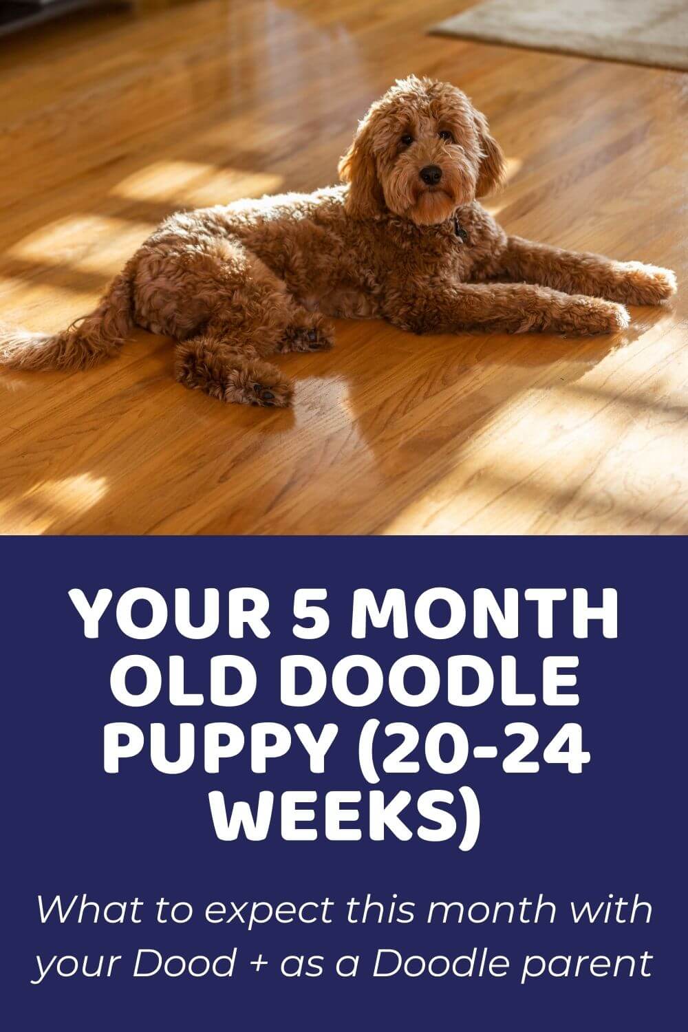Your 5 Month Old Doodle Puppy 20 24 weeks