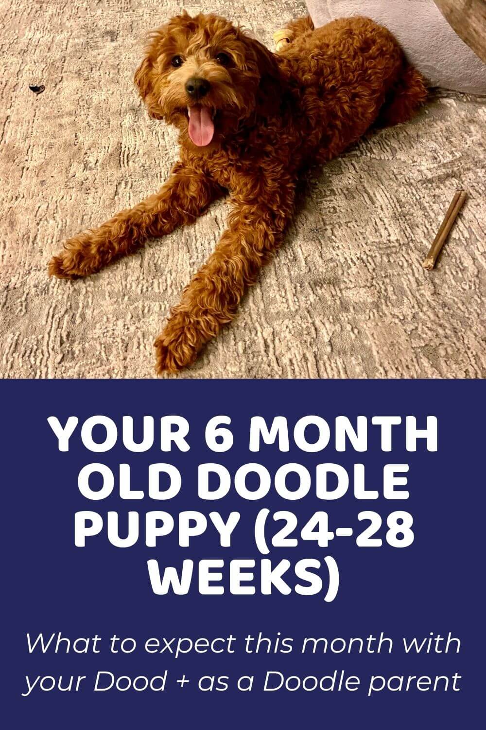 Your 6 Month Old Doodle Puppy (24-28 weeks)