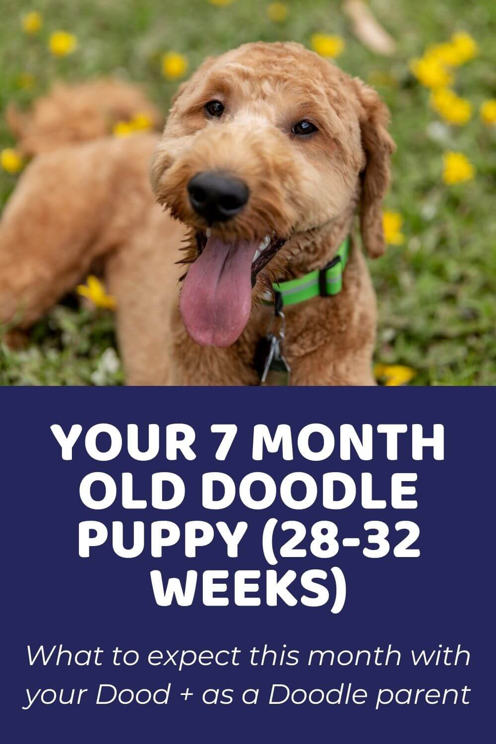 Your 7 Month Old Doodle Puppy (28-32 weeks)