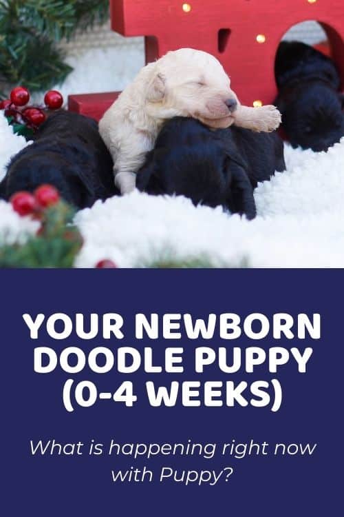 Your Newborn Doodle Puppy (0-4 weeks)