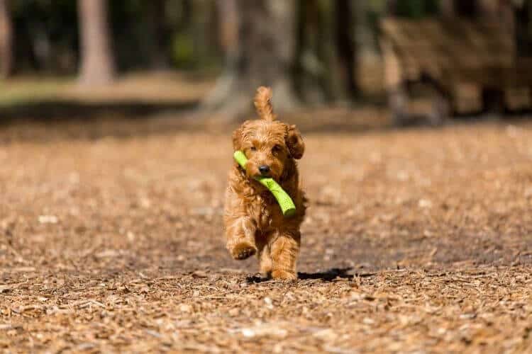 Best toys for goldendoodles - fetch toy
