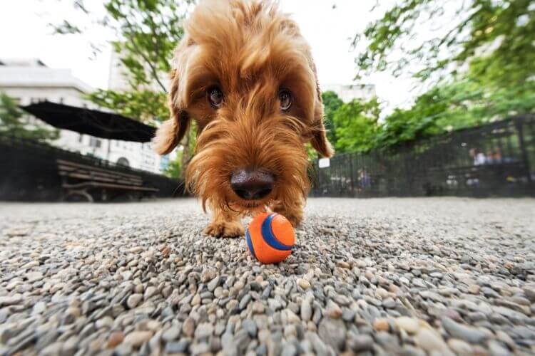 Best toys for goldendoodles - chuckit ball