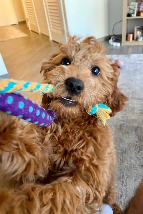 Best toys for doodles - rope toy