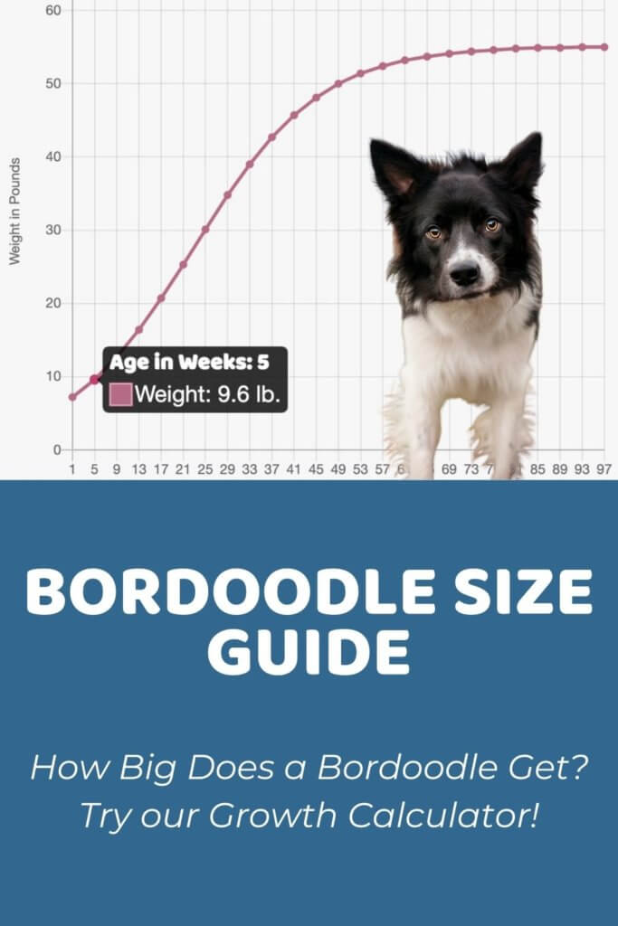 Bordoodle Size Guide_ Size Chart & Growth Calculator