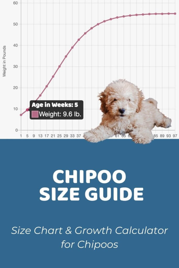 Chipoo Size Chart, Growth Patterns & Growth Calculator