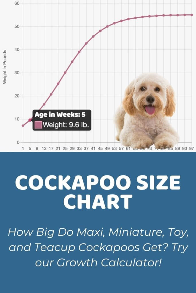Cockapoo Size Chart for Maxi, Miniature, Toy, and Teacup Cockapoos