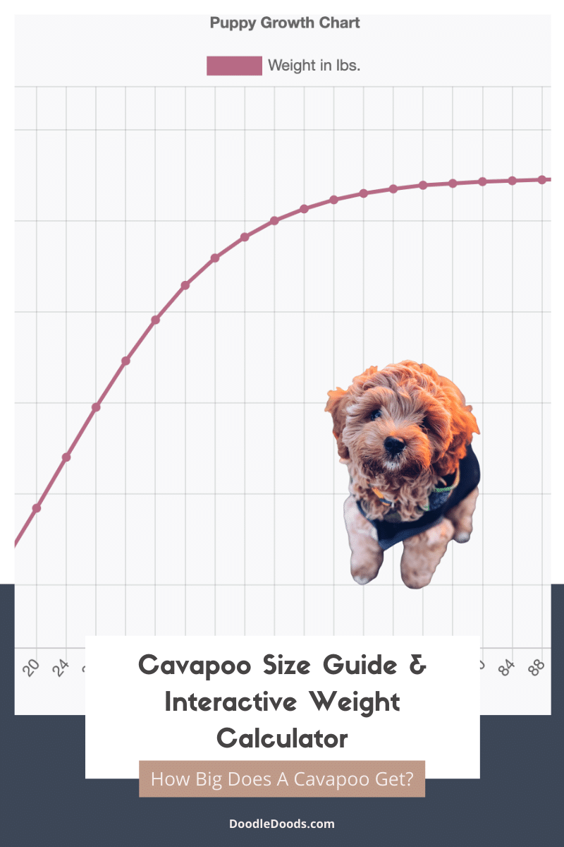 Cavapoo Size Guide