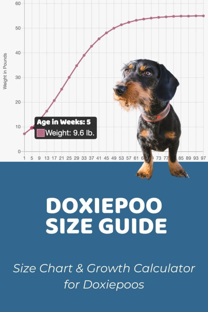 Doxiepoo Size Chart, Growth Patterns & Growth Calculator