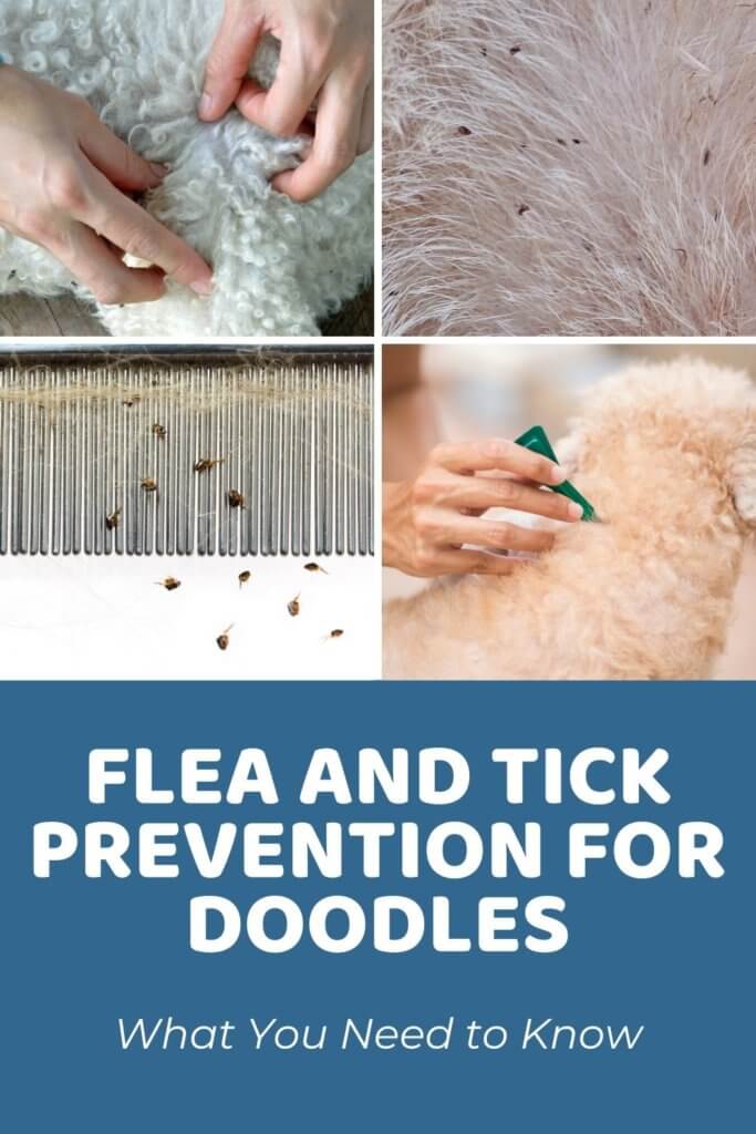 Flea And Tick Prevention For Doodles_ What You Need to Know
