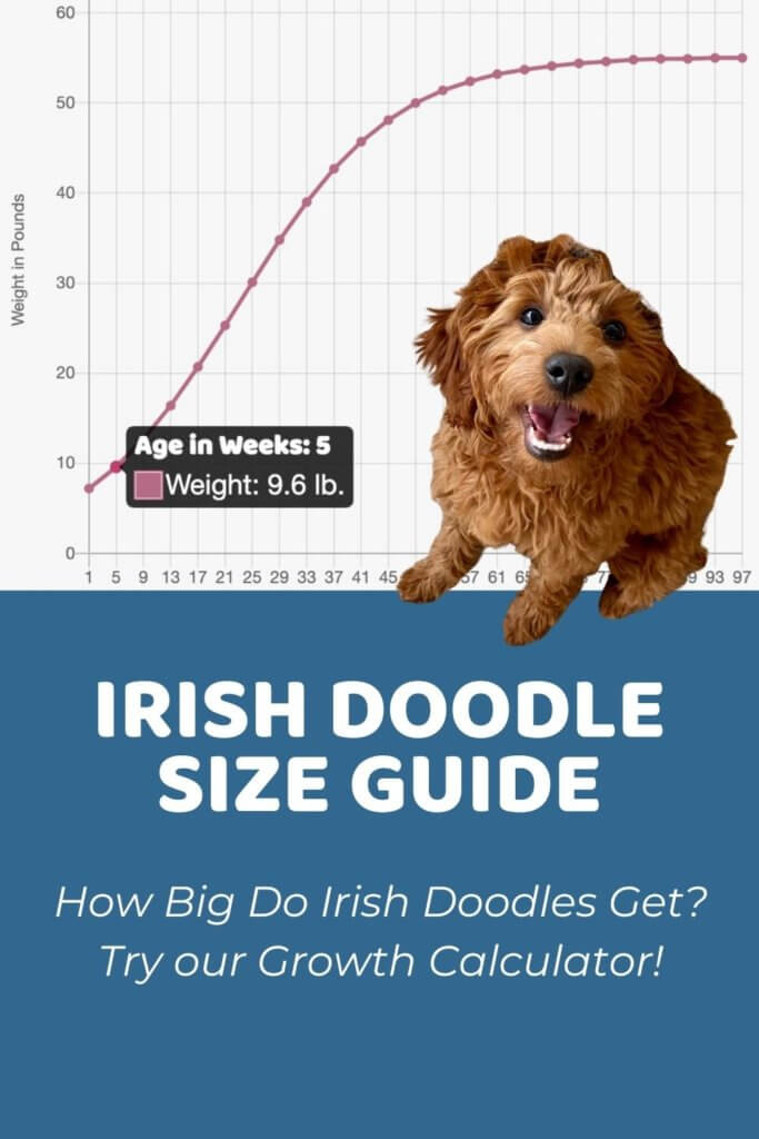 Irish Doodle Size Guide_ Size Chart & Growth Calculator