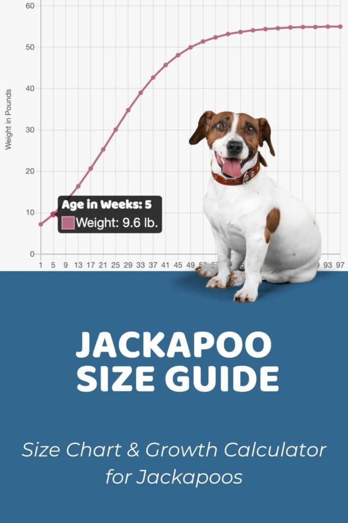 Jackapoo Size Chart, Growth Patterns & Growth Calculator