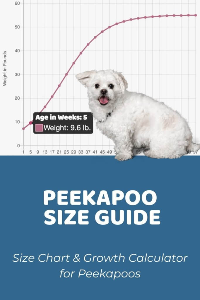 Peekapoo Size Chart, Growth Patterns & Growth Calculator