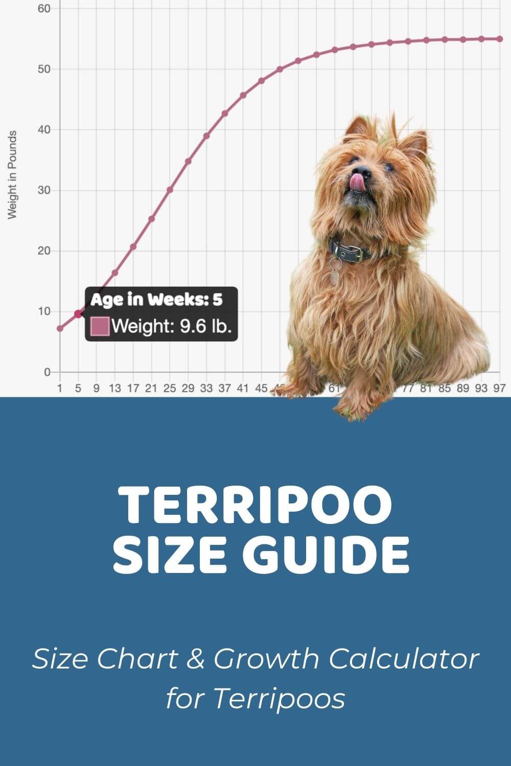 Terripoo Size Chart, Growth Patterns & Growth Calculator