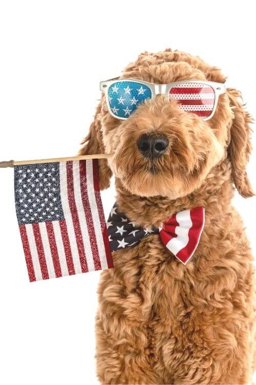 4th of july dog safety