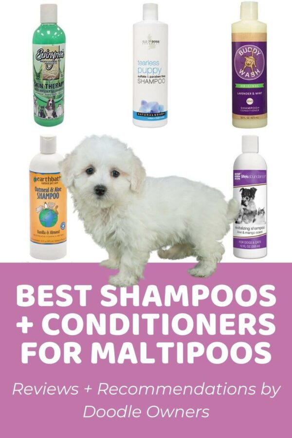 Best Shampoo for Maltipoo Top Tried and True Products (With Reviews)!