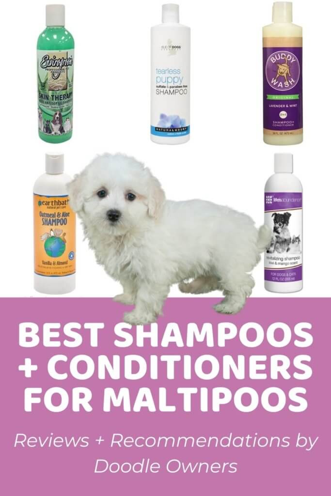 6 Best Shampoos (and Conditioners) for Maltipoos With Reviews!