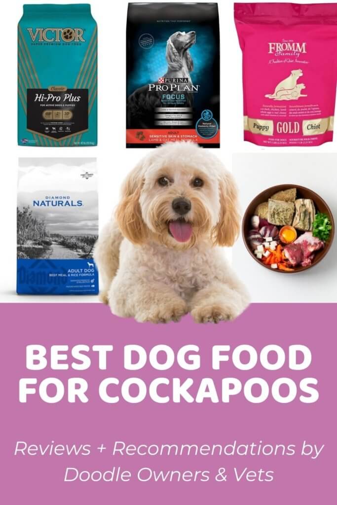 8 Best Dog Food For Cockapoos Reviews + Recommendations by Doodle Owners & Vets