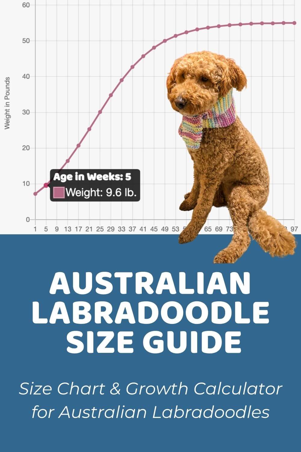 Australian Labradoodle Size Chart, Growth Patterns & Growth Calculator