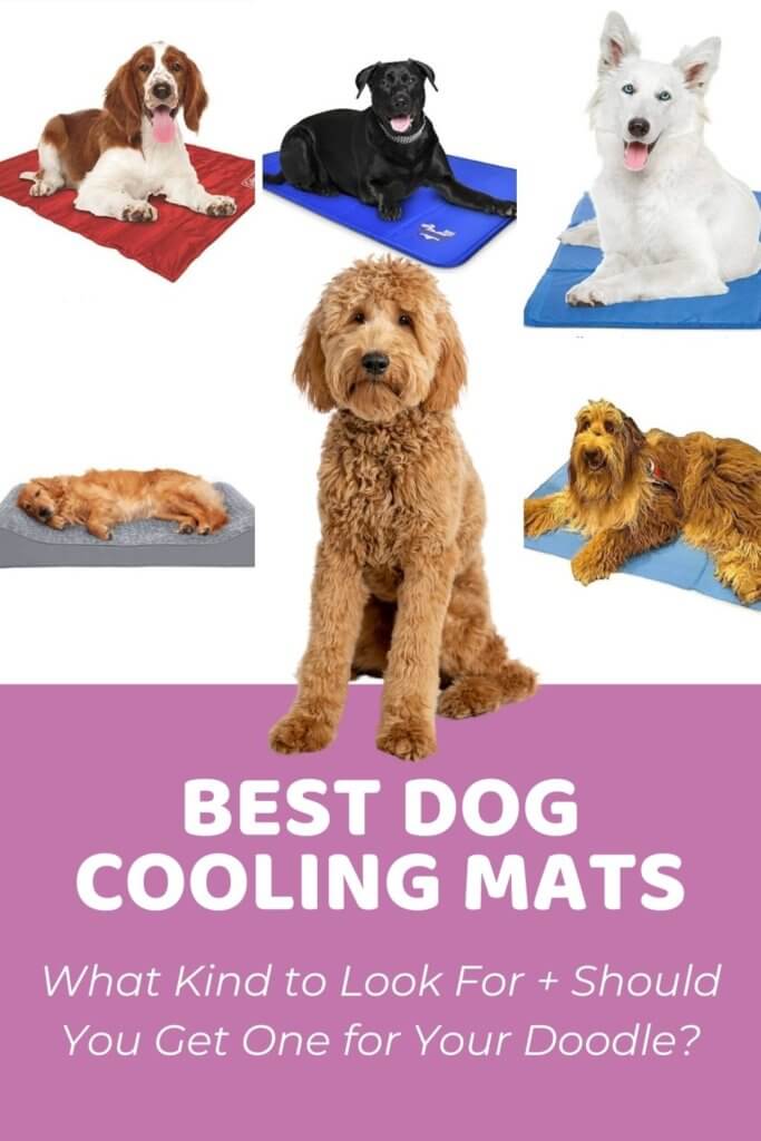 Best Dog Cooling Mats for Doodles Who Run Hot With Reviews!