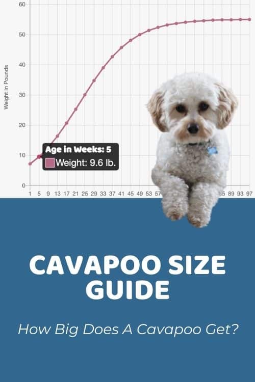 Cavapoo Size Guide: How Big Does A Cavapoo Get?