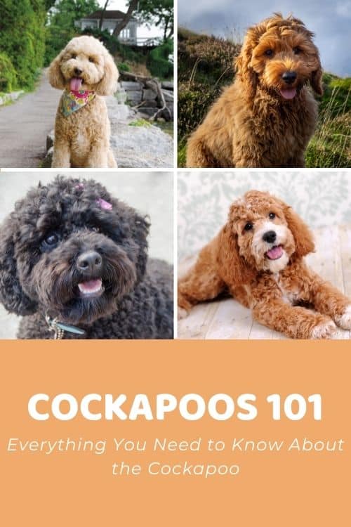 Cockapoos 101 Everything You Need to Know About the Cockapoo