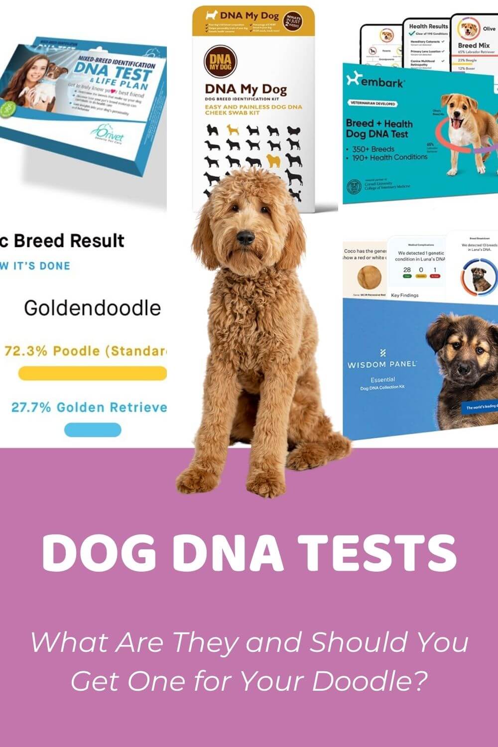 Dog DNA Tests What Are They and Should You Get One