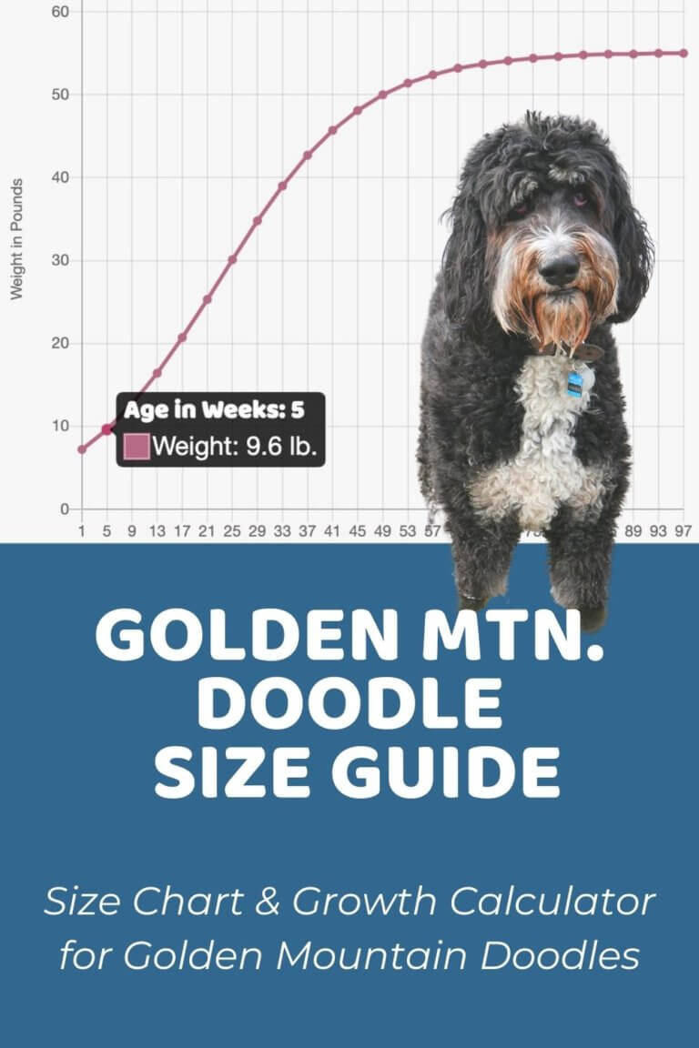 Golden Mountain Doodle Size Chart With 1,600+ Weight Data Points