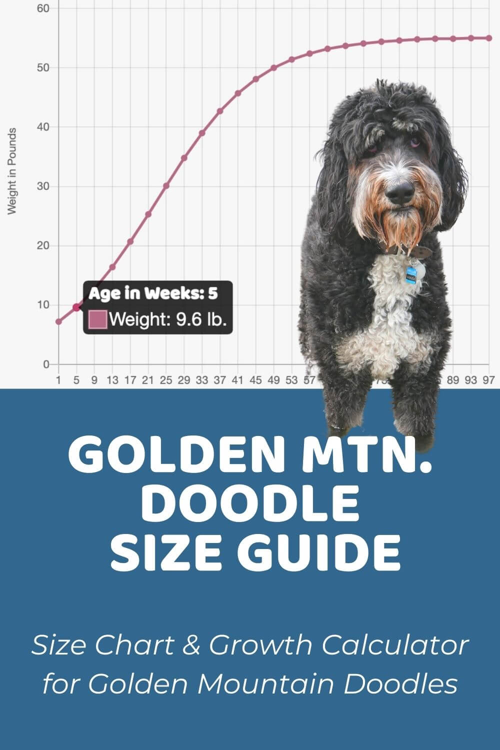 Golden Mountain Doodle Size Chart With 1600+ Weight ...