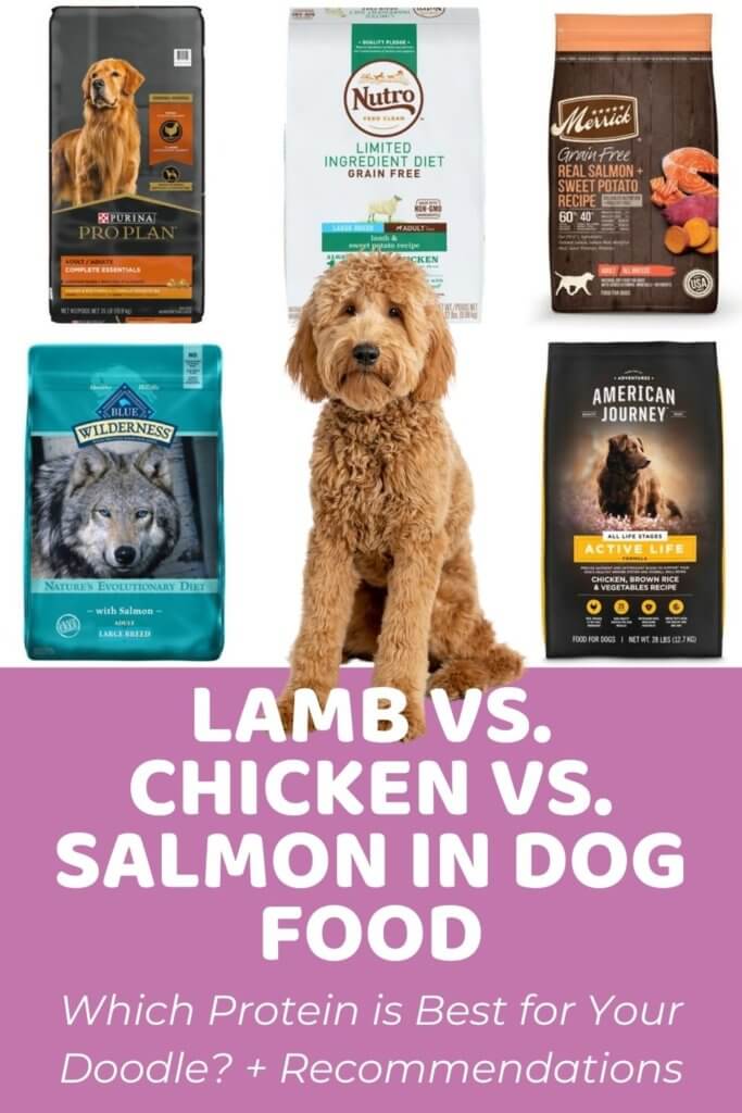 Lamb vs Chicken vs Salmon In Dog Food Is Lamb Good For Dogs