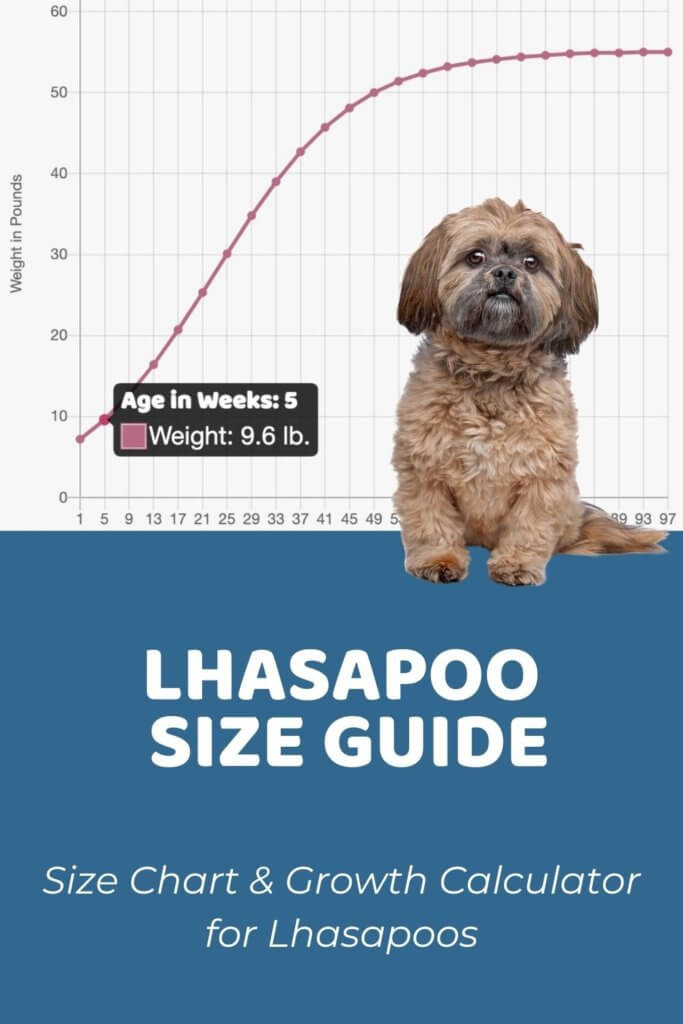 Lhasapoo Size Chart, Growth Patterns & Growth Calculator