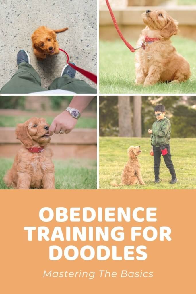 Obedience Training For Dogs Mastering The Basics