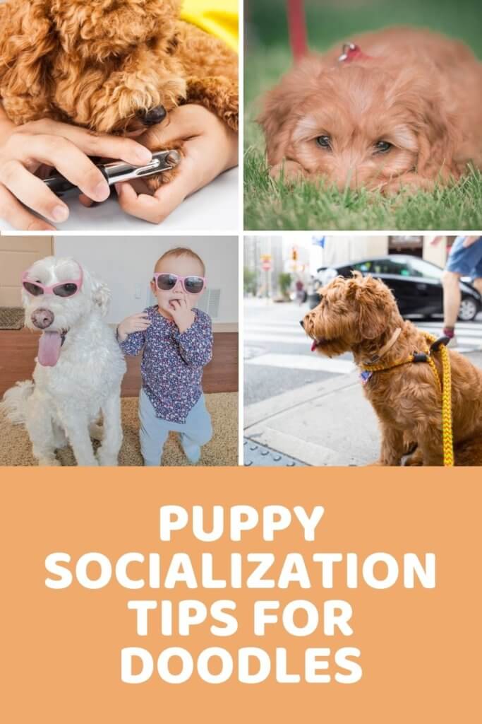 Puppy Socialization Tips For A Well-Behaved, Happy Doodle