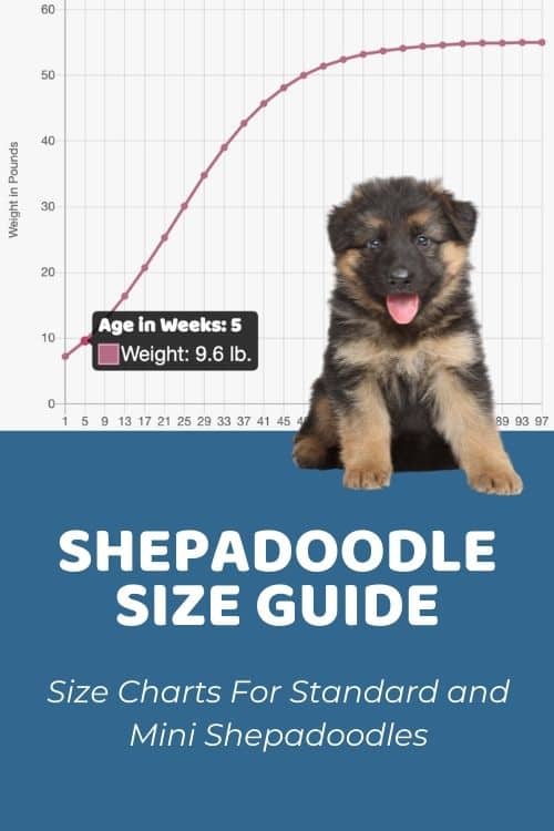 Shepadoodle Size Chart For Standard and Mini Shepadoodles
