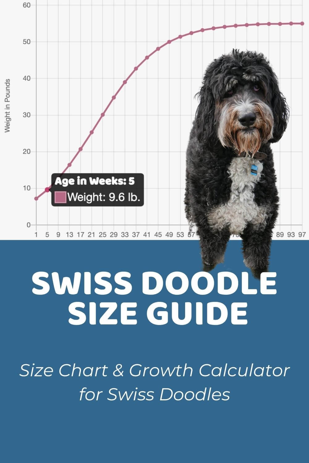 Swiss Doodle Size Guide Size Chart & Growth Calculator