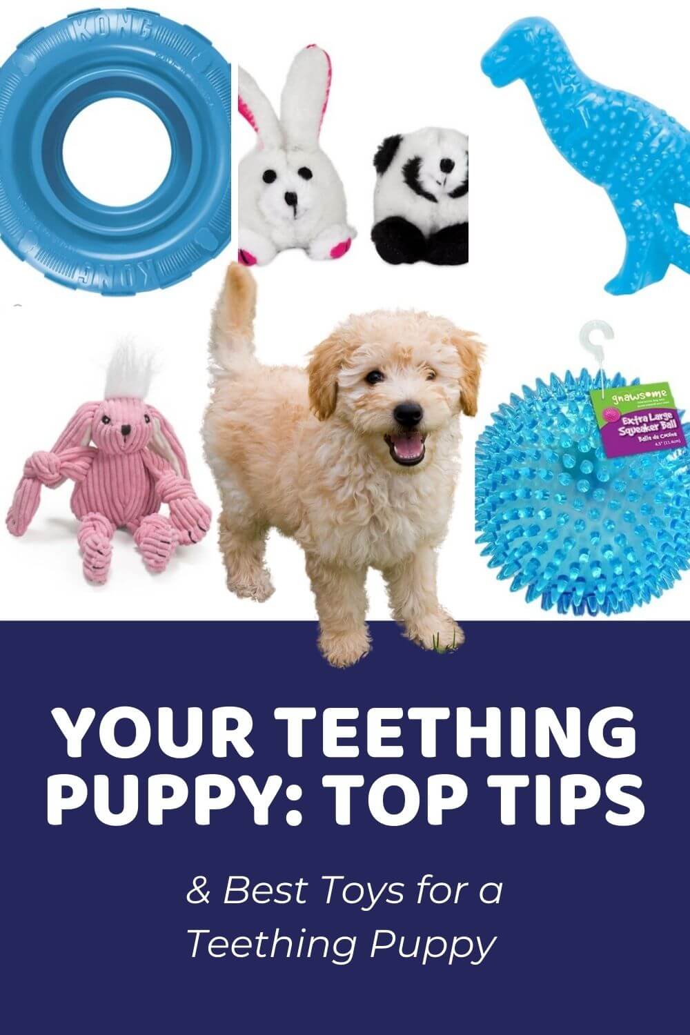Top Tips for Caring for Your Teething Puppy - Doodle Doods