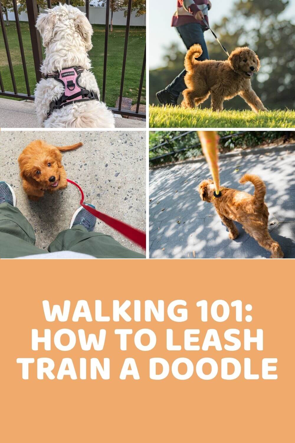 Walking 101 How To Leash Train A Dog Doodle