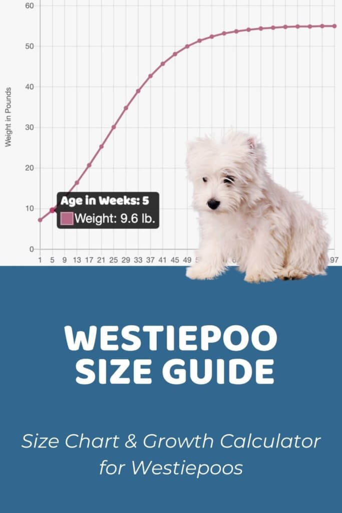 Westiepoo Size Chart, Growth Patterns & Growth Calculator