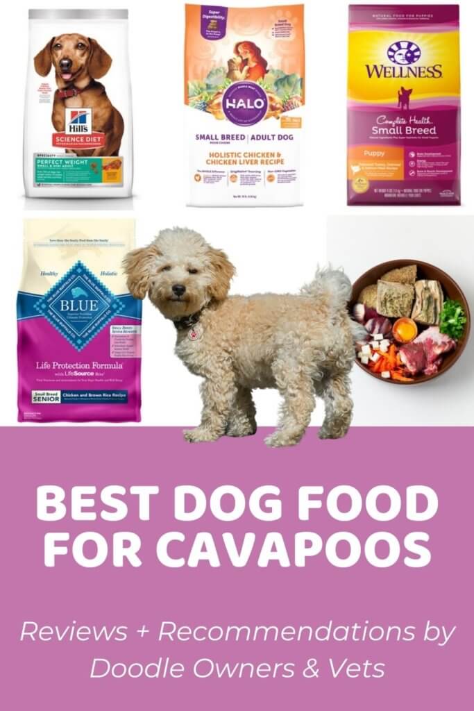 6 Best Dog Food for Cavapoos Based on Real Owner Reviews Reviews + Recommendations by Doodle Owners & Vets