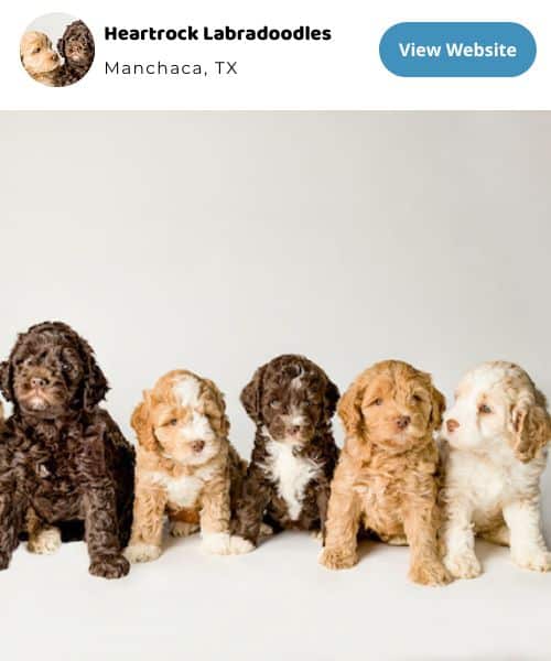 Labradoodle Size Charts for Mini, Medium, and Standard Labradoodles