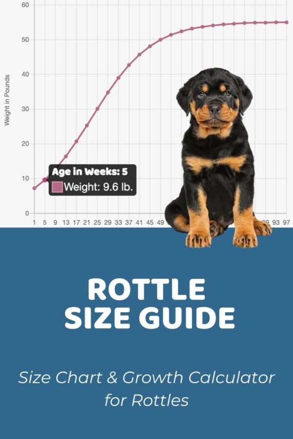 Rottle Size Chart + Interactive Weight Calculator - Doodle Doods
